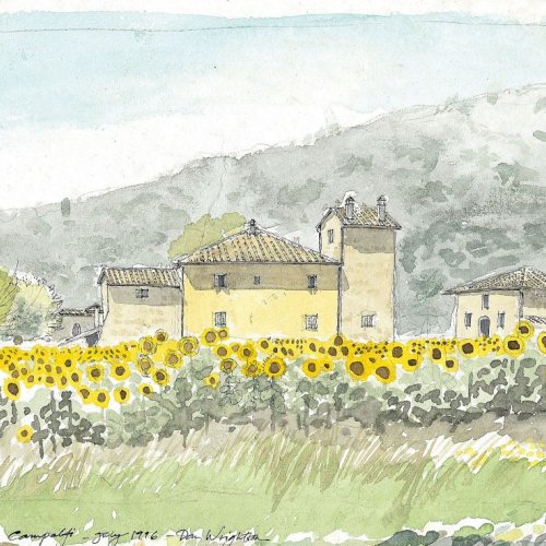 Campalfi in sunflowers, Near Rosia, Siena